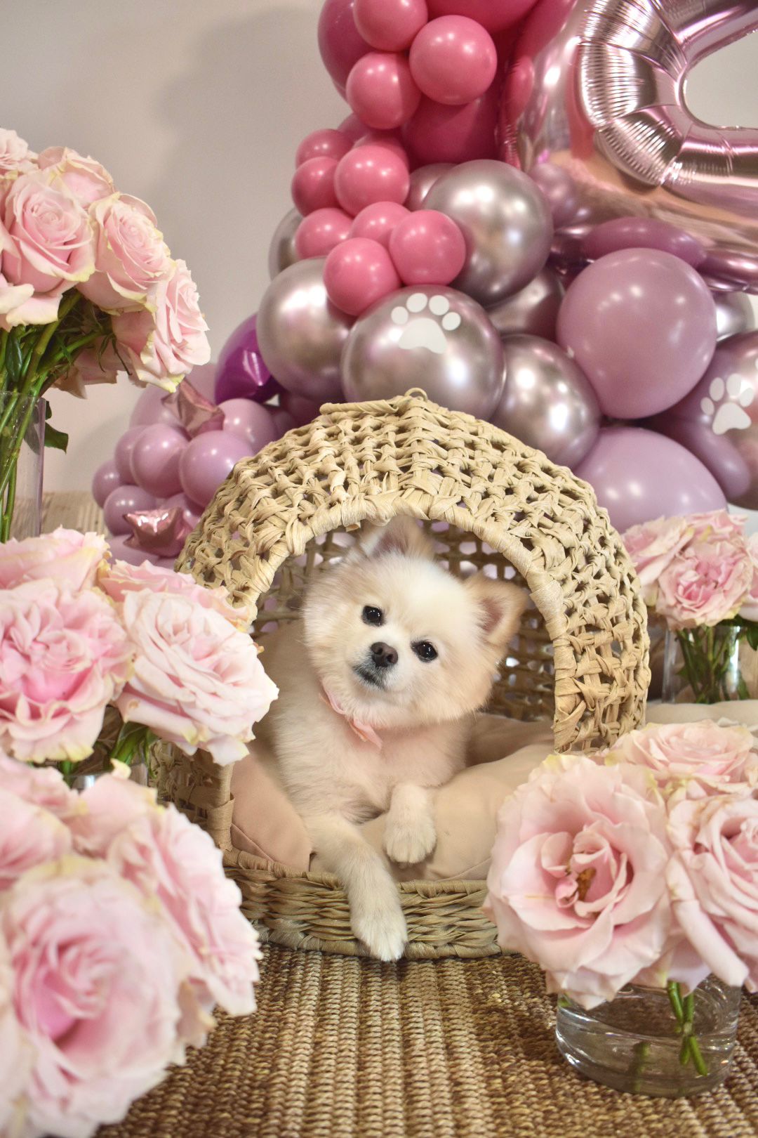 DOG Birthday Package