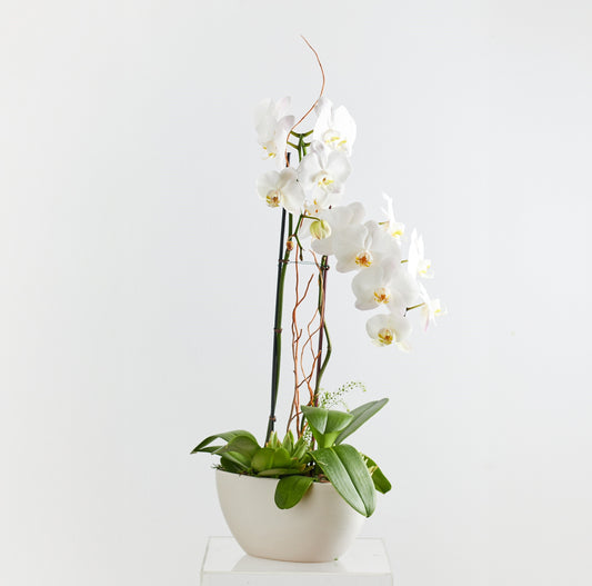 Orchid-inary Beauty
