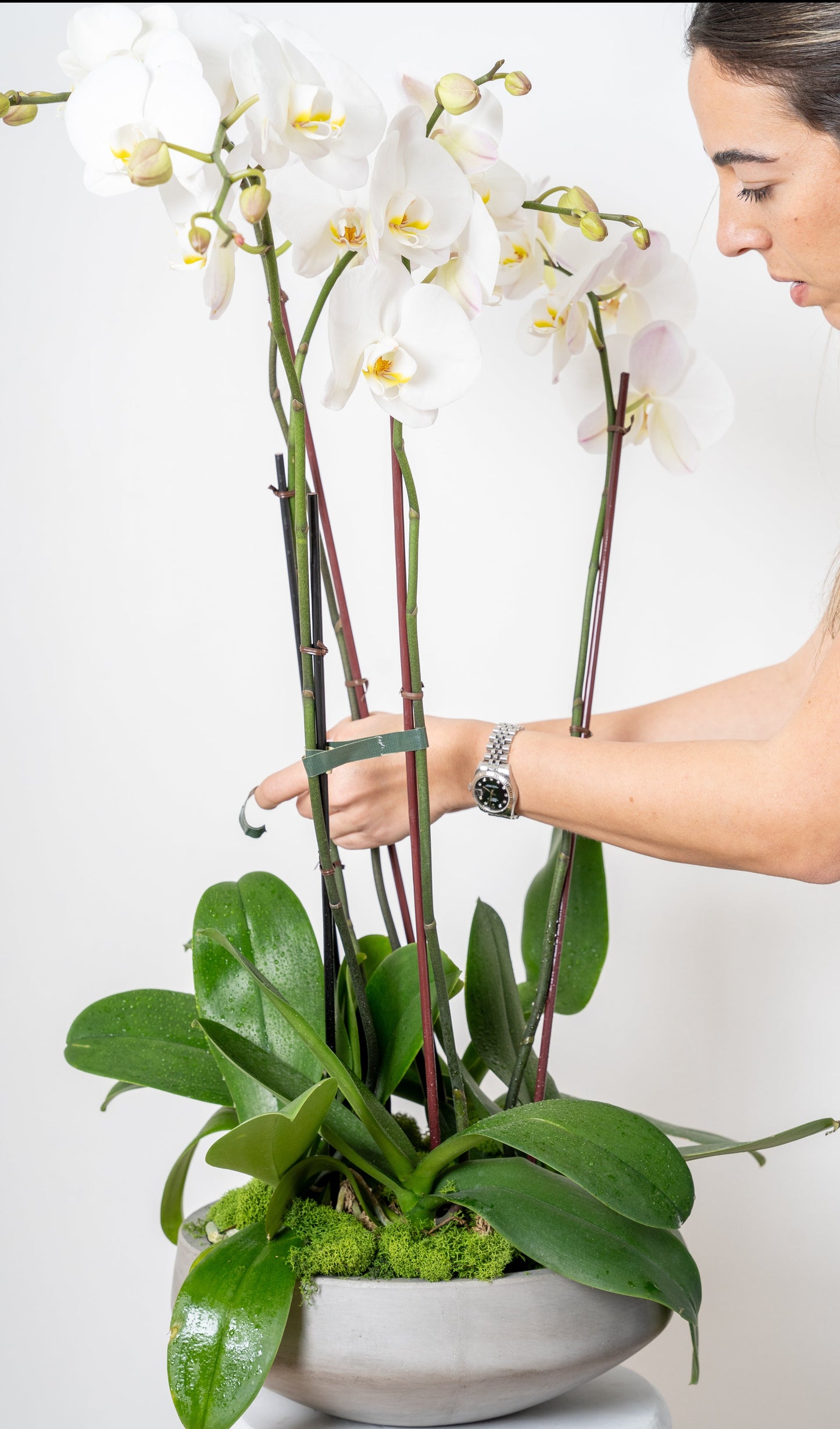 Orchid-inary Beauty