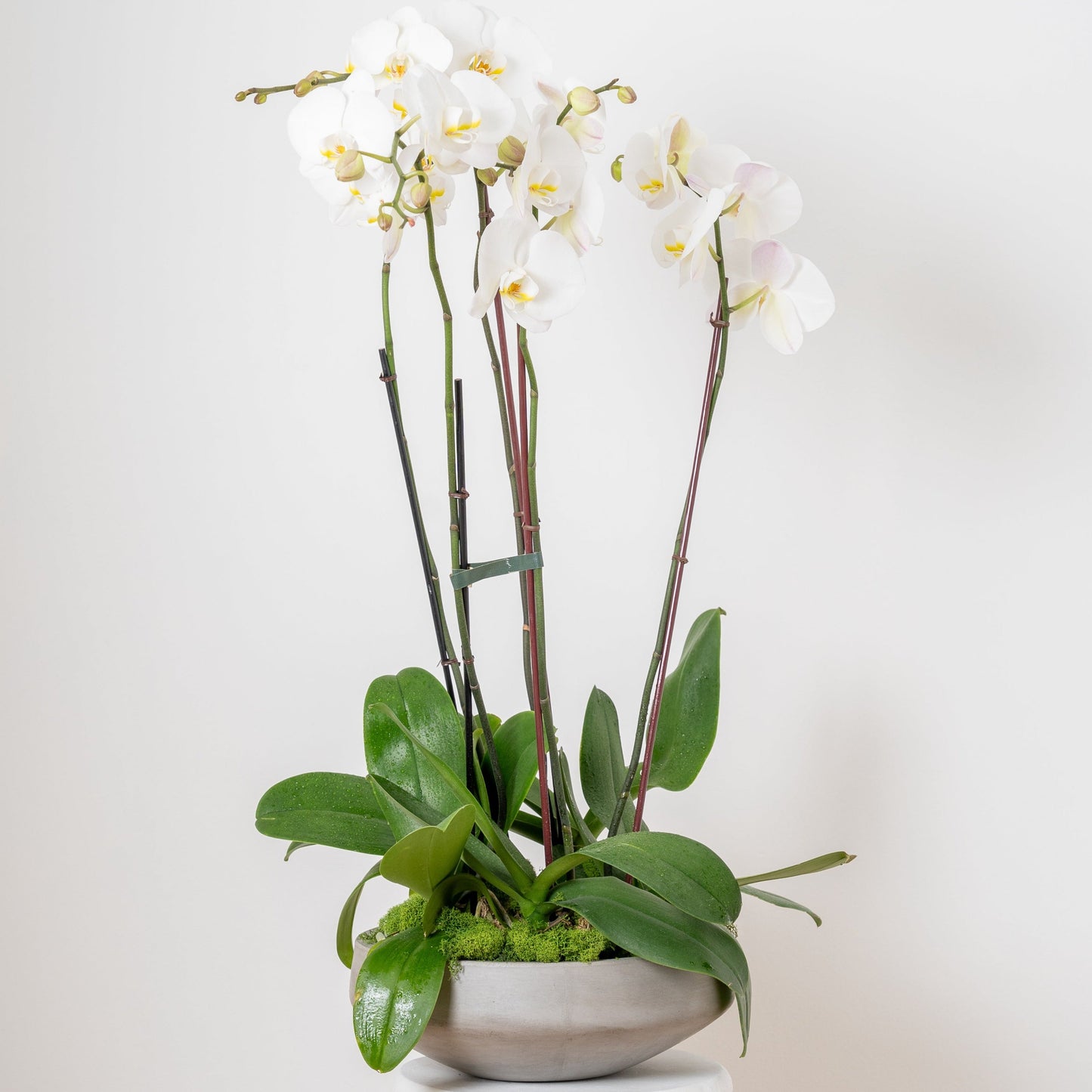 Orchid-inary Beauty