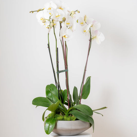 Orchid-inary Beauty