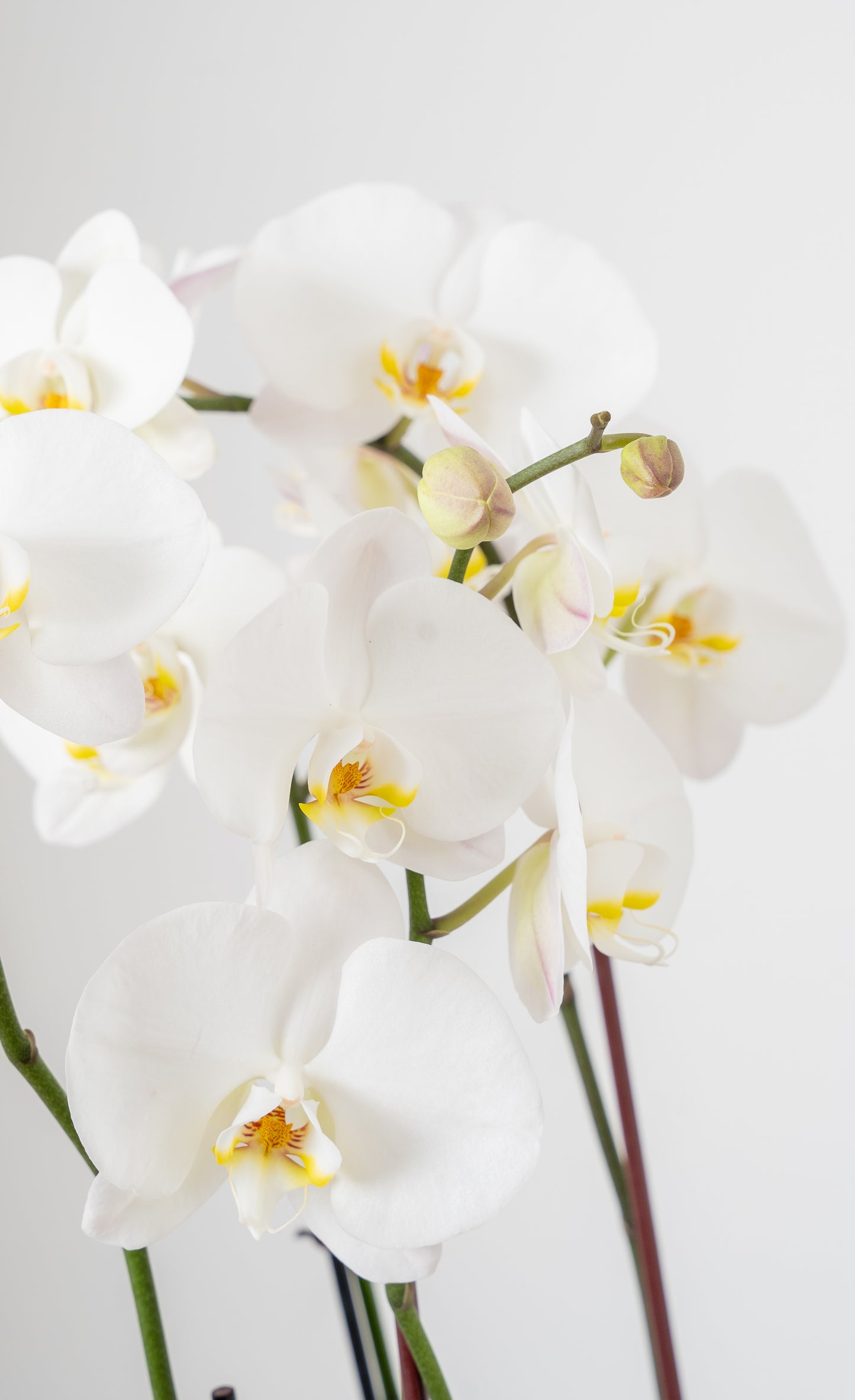 Orchid-inary Beauty
