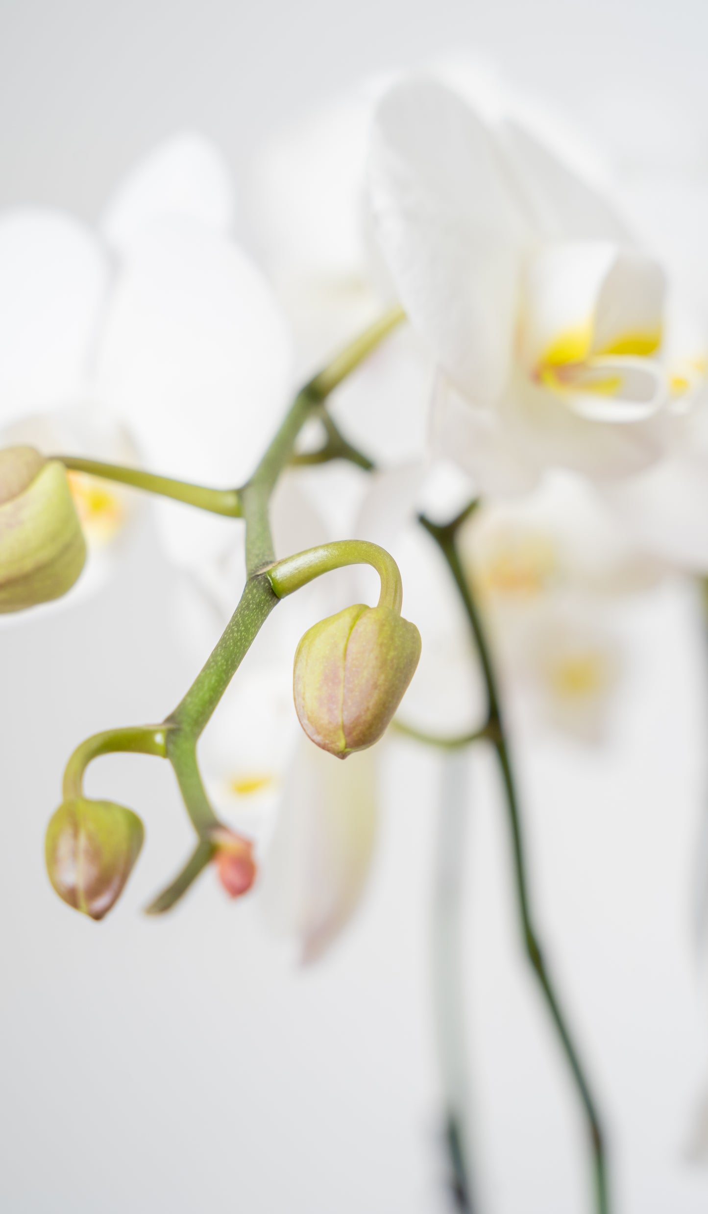 Orchid-inary Beauty