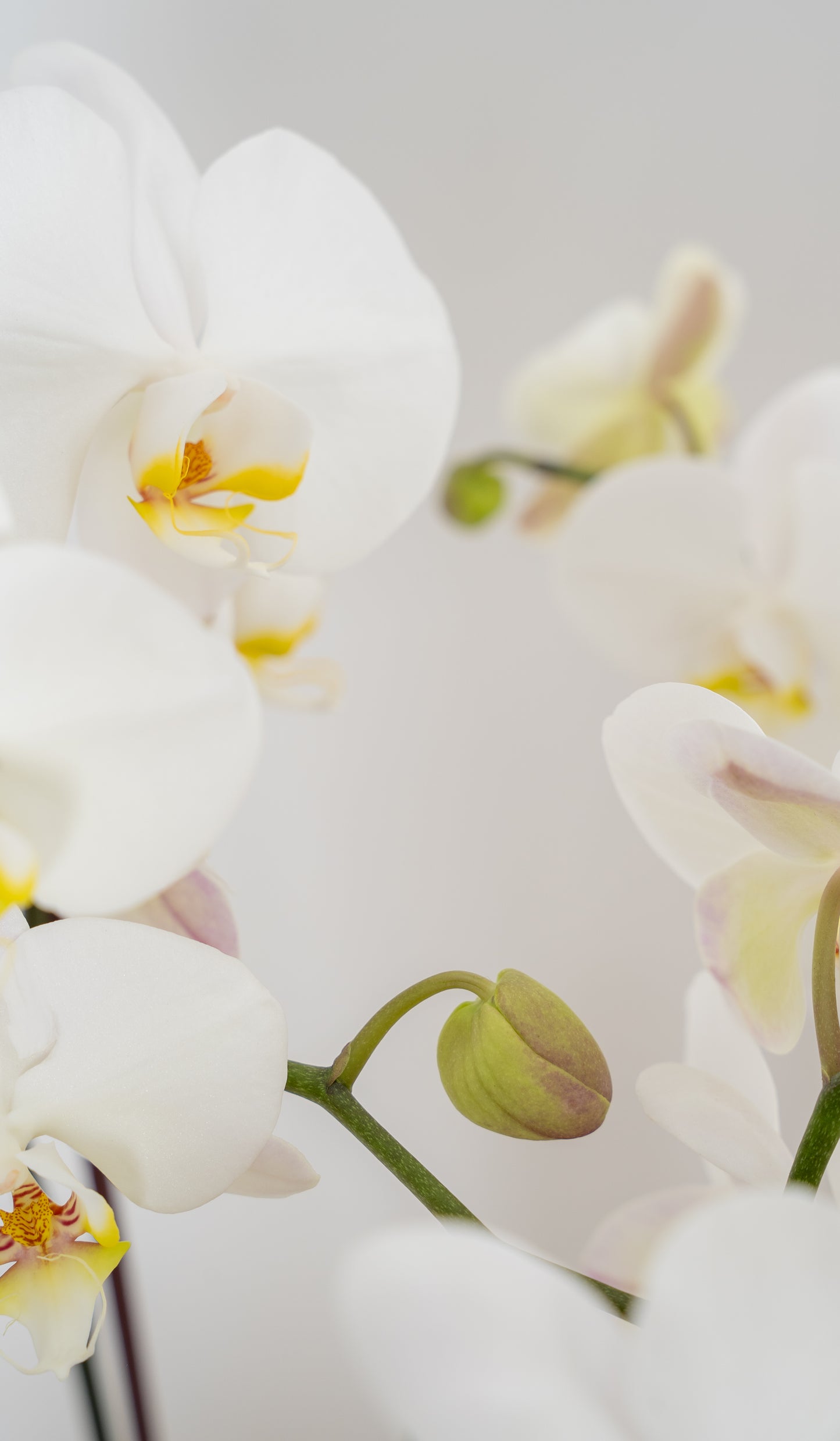 Orchid-inary Beauty