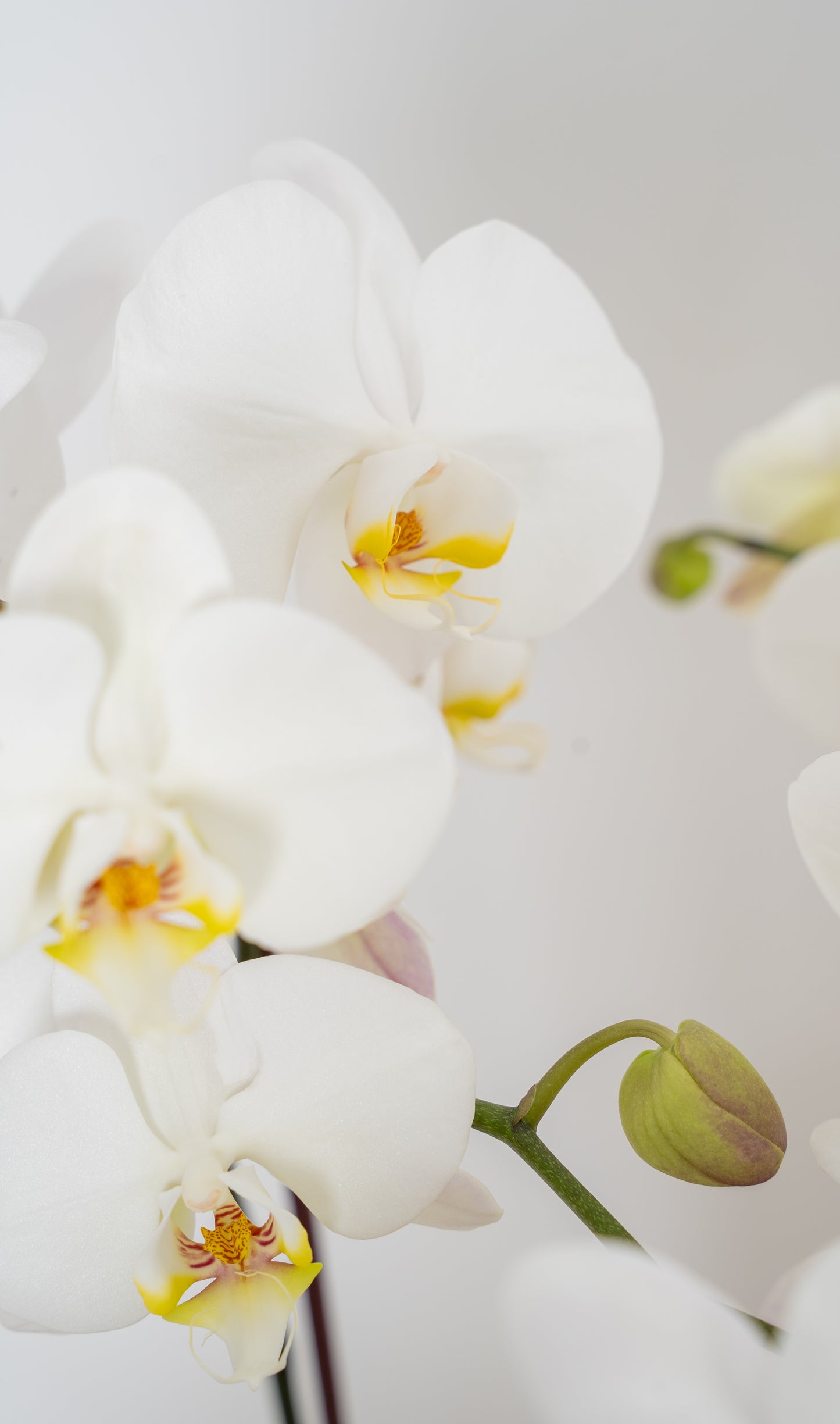 Orchid-inary Beauty