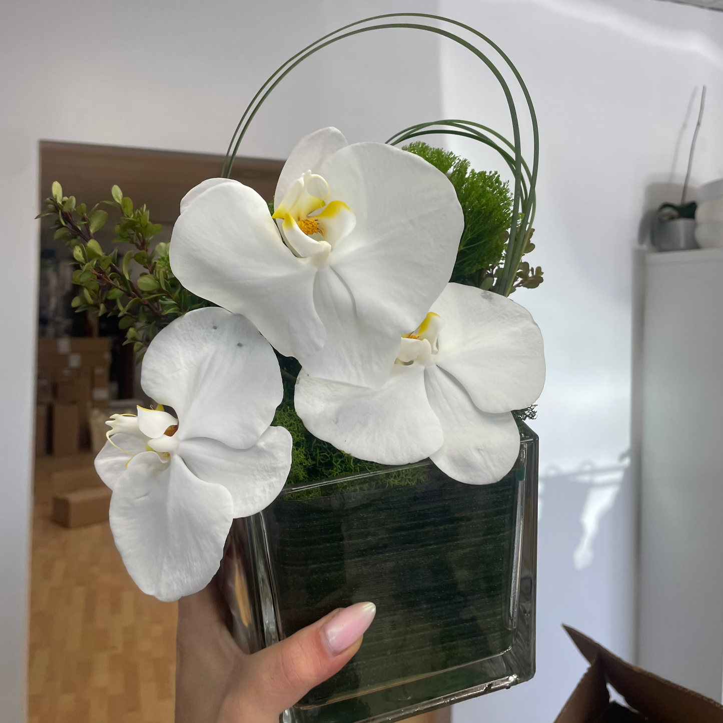 Orchid Love