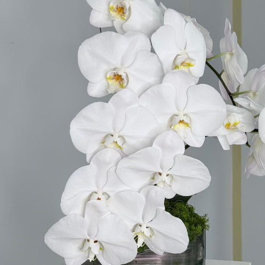 Orchid-inary Beauty