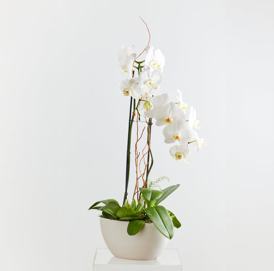 Orchid love