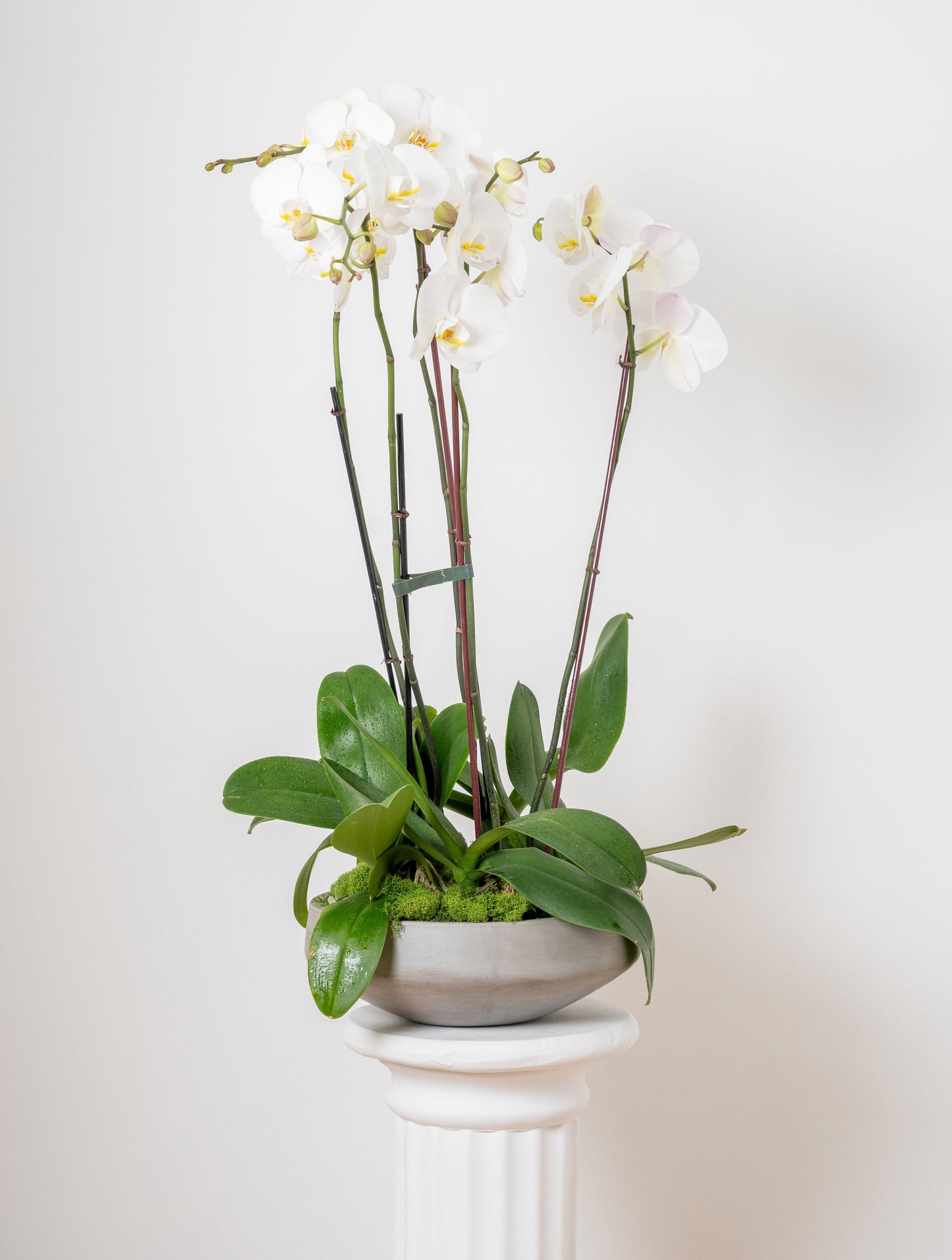 Orchid-inary Beauty