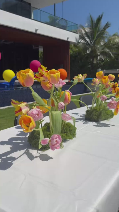 Tulip Oasis