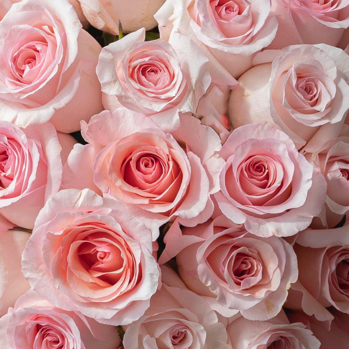 Pink Rose Grand Box